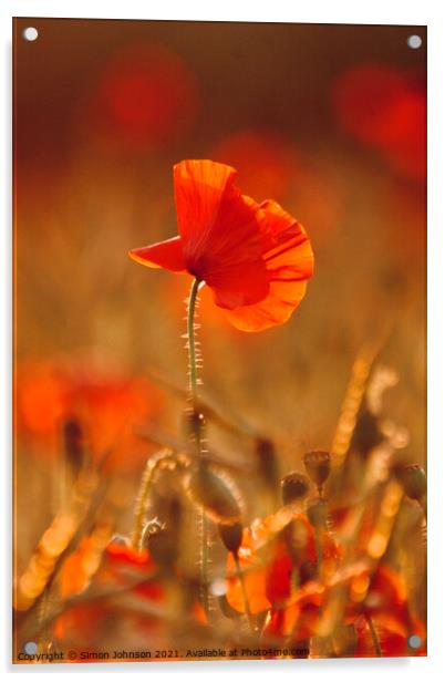 sunlit poppy Acrylic by Simon Johnson