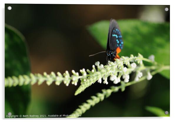 Atala Butterfly Acrylic by Beth Rodney
