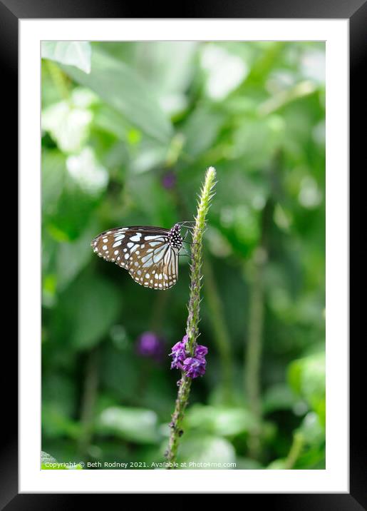 Chestnut Tiger Butterfly Framed Mounted Print by Beth Rodney