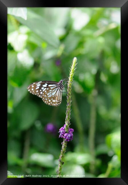 Chestnut Tiger Butterfly Framed Print by Beth Rodney