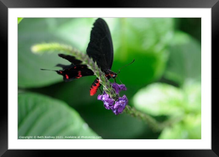 Red bodied swallowtail Framed Mounted Print by Beth Rodney