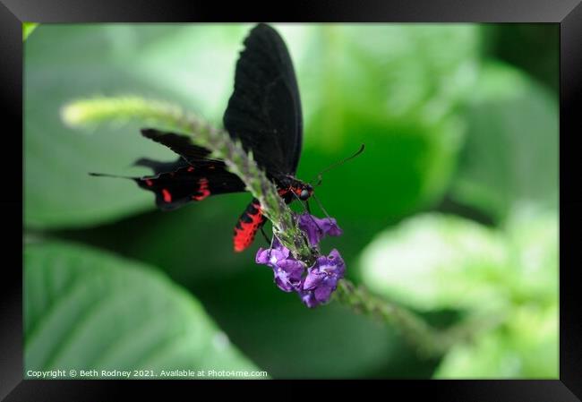 Red bodied swallowtail Framed Print by Beth Rodney