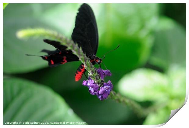 Red bodied swallowtail Print by Beth Rodney