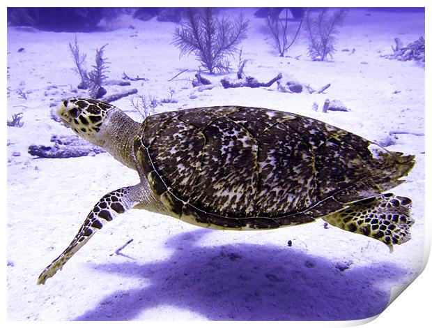 Swimming Hawksbill Turtle Print by Serena Bowles