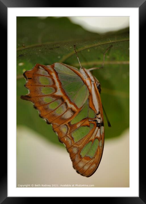 Malachite butterfly Framed Mounted Print by Beth Rodney