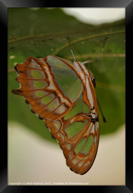 Malachite butterfly Framed Print by Beth Rodney