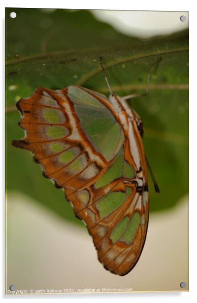 Malachite butterfly Acrylic by Beth Rodney
