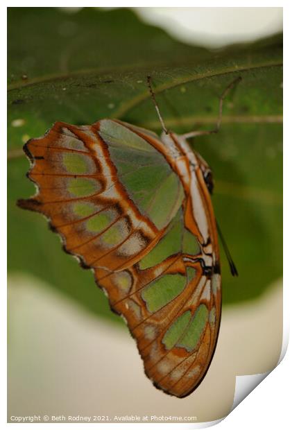 Malachite butterfly Print by Beth Rodney