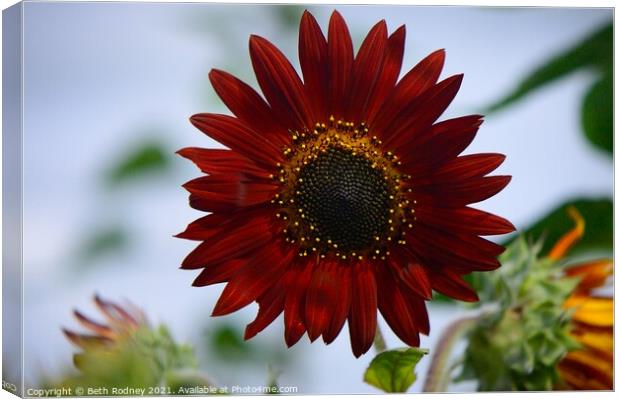 Red sunflower Canvas Print by Beth Rodney