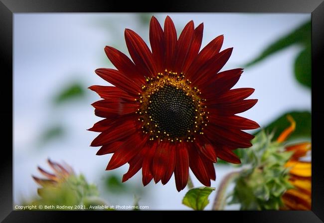 Red sunflower Framed Print by Beth Rodney