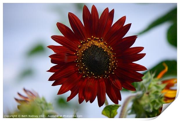 Red sunflower Print by Beth Rodney