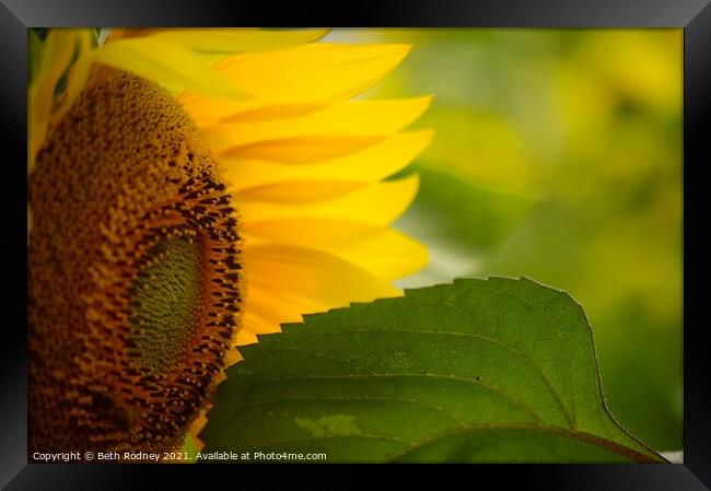 Sunflower close-up Framed Print by Beth Rodney