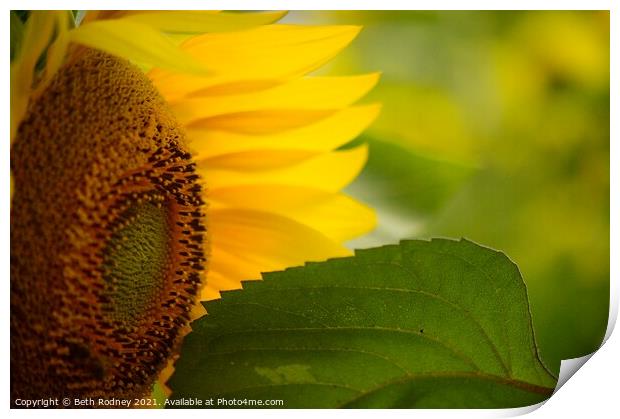Sunflower close-up Print by Beth Rodney