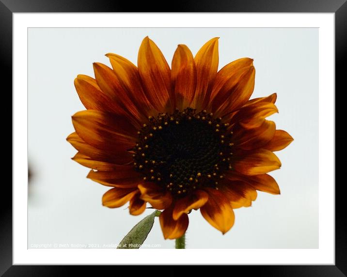 Bronzed sunflower Framed Mounted Print by Beth Rodney