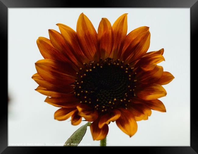 Bronzed sunflower Framed Print by Beth Rodney