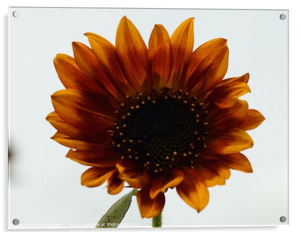 Bronzed sunflower Acrylic by Beth Rodney