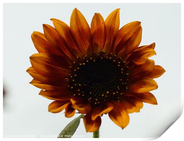 Bronzed sunflower Print by Beth Rodney