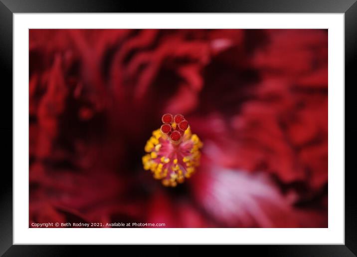Flamenco Dancer Hibiscus close-up Framed Mounted Print by Beth Rodney