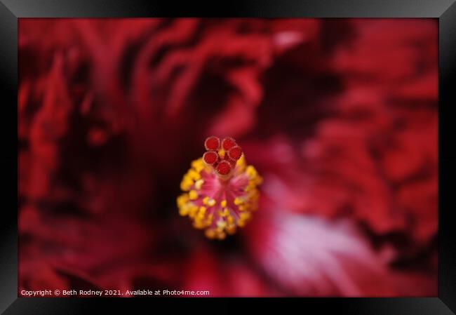 Flamenco Dancer Hibiscus close-up Framed Print by Beth Rodney