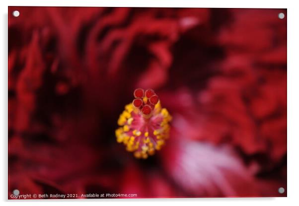 Flamenco Dancer Hibiscus close-up Acrylic by Beth Rodney