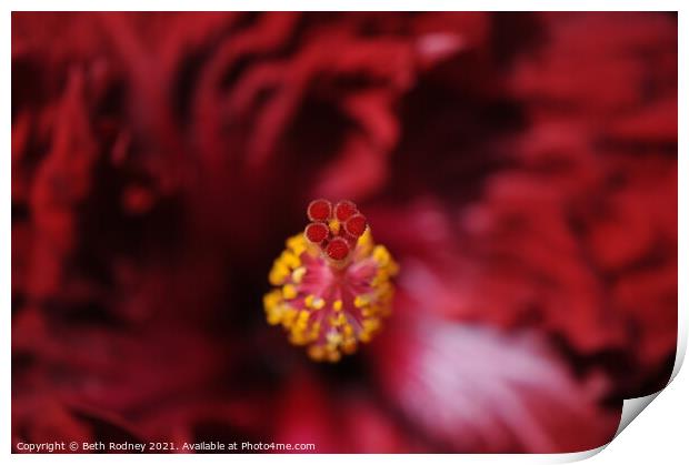 Flamenco Dancer Hibiscus close-up Print by Beth Rodney
