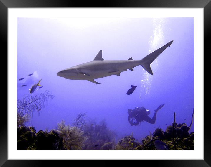 Swimming Caribbean Reef Shark Framed Mounted Print by Serena Bowles