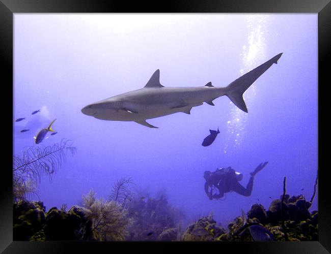 Swimming Caribbean Reef Shark Framed Print by Serena Bowles