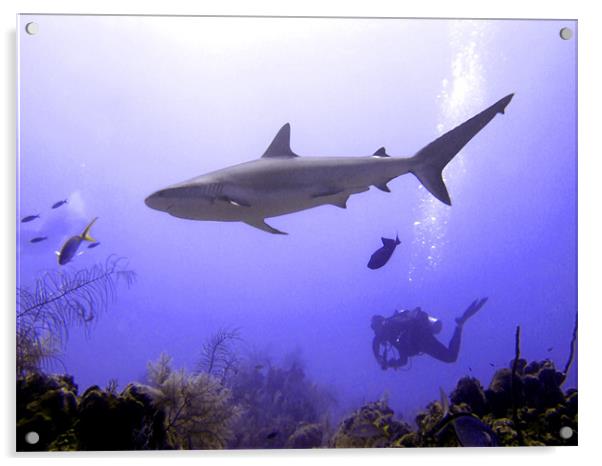 Swimming Caribbean Reef Shark Acrylic by Serena Bowles