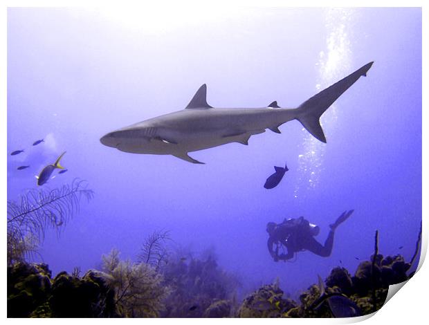 Swimming Caribbean Reef Shark Print by Serena Bowles