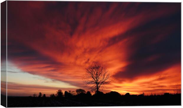 tree Silhouette at sunrise Canvas Print by Simon Johnson
