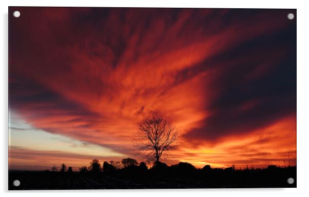 tree Silhouette at sunrise Acrylic by Simon Johnson
