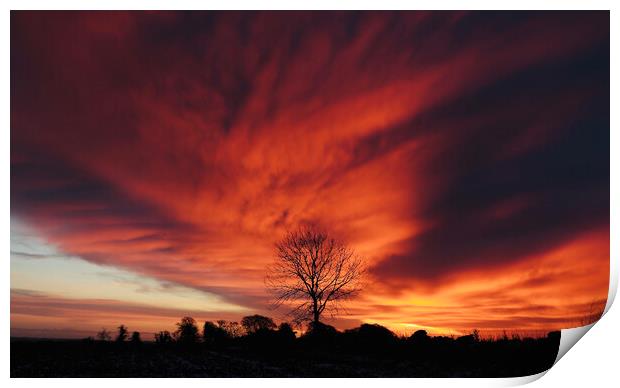 tree Silhouette at sunrise Print by Simon Johnson