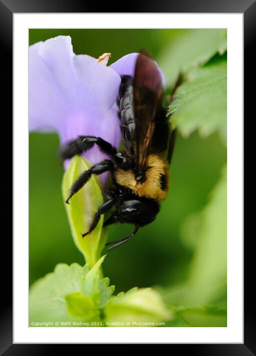 Carpenter Bee close-up Framed Mounted Print by Beth Rodney
