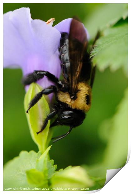 Carpenter Bee close-up Print by Beth Rodney