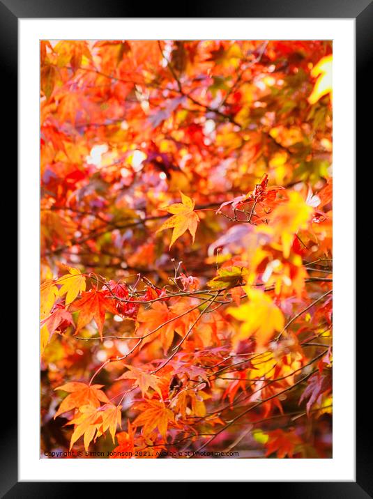 sunlit Autumn acer leaves   Framed Mounted Print by Simon Johnson
