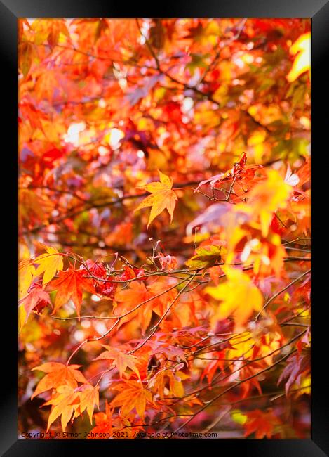 sunlit Autumn acer leaves   Framed Print by Simon Johnson