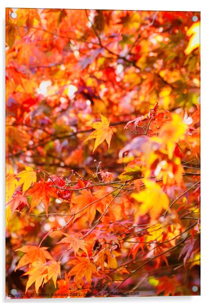 sunlit Autumn acer leaves   Acrylic by Simon Johnson
