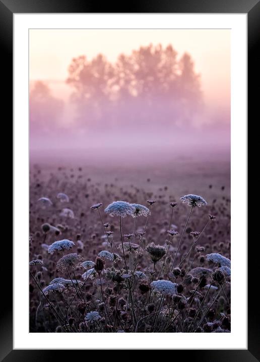 Queen Anne's Lace at William Finley at Dawn Framed Mounted Print by Belinda Greb