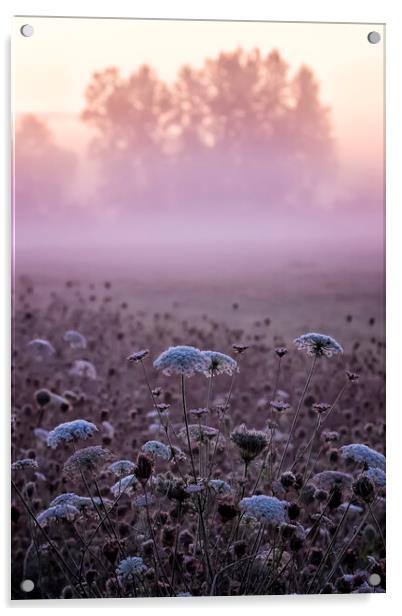 Queen Anne's Lace at William Finley at Dawn Acrylic by Belinda Greb