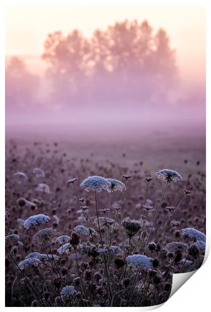 Queen Anne's Lace at William Finley at Dawn Print by Belinda Greb