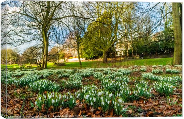 Snowdrops in a beautiful Liverpool Parks Canvas Print by Phil Longfoot