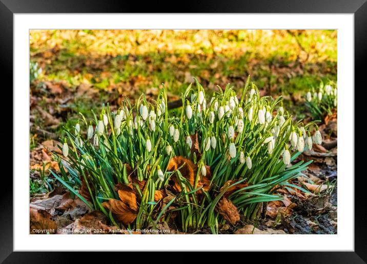 Snowdrops Princes Park Liverpool  Framed Mounted Print by Phil Longfoot