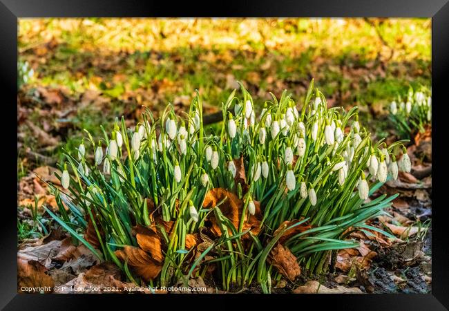 Snowdrops Princes Park Liverpool  Framed Print by Phil Longfoot
