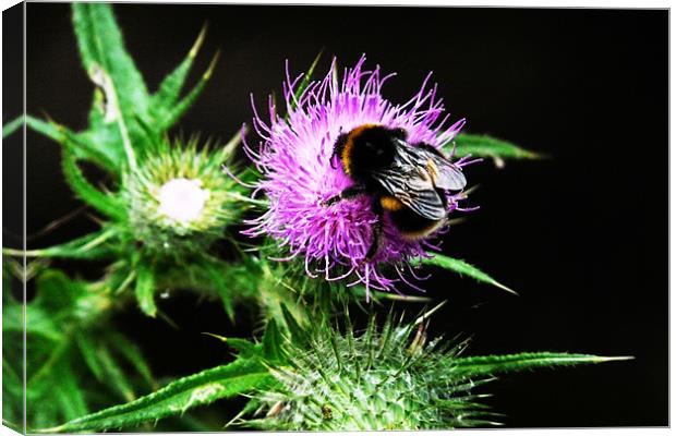Bee on Thistle Canvas Print by John Basford