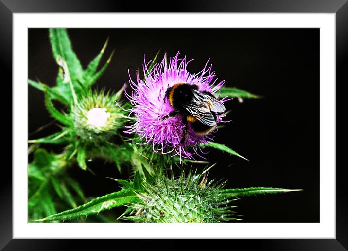 Bee on Thistle Framed Mounted Print by John Basford