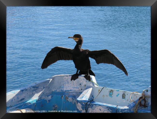 Local cormorant drying his wings Framed Print by Ann Biddlecombe