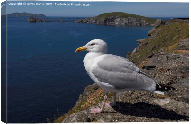 Seagull on the cliffs by Dunmore Head, Ireland Canvas Print by Derek Daniel