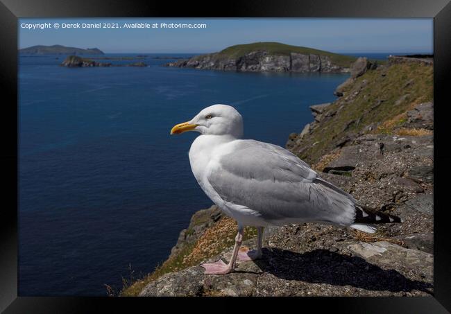 Seagull on the cliffs by Dunmore Head, Ireland Framed Print by Derek Daniel