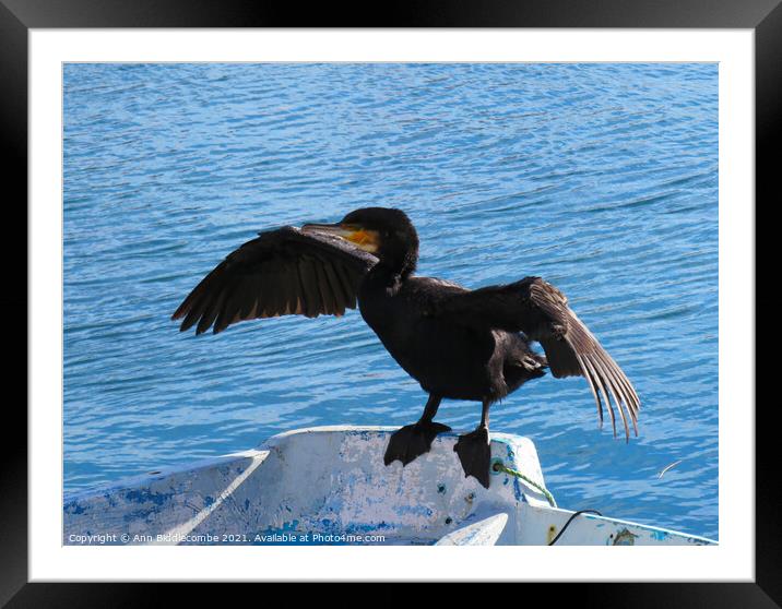 Cormorant drying his wings Framed Mounted Print by Ann Biddlecombe