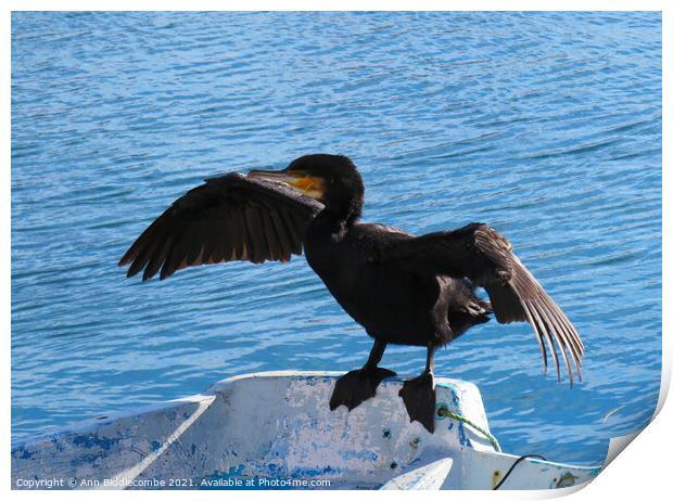 Cormorant drying his wings Print by Ann Biddlecombe